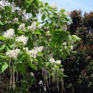 Саженец катальпы бегнониевидной в контейнере